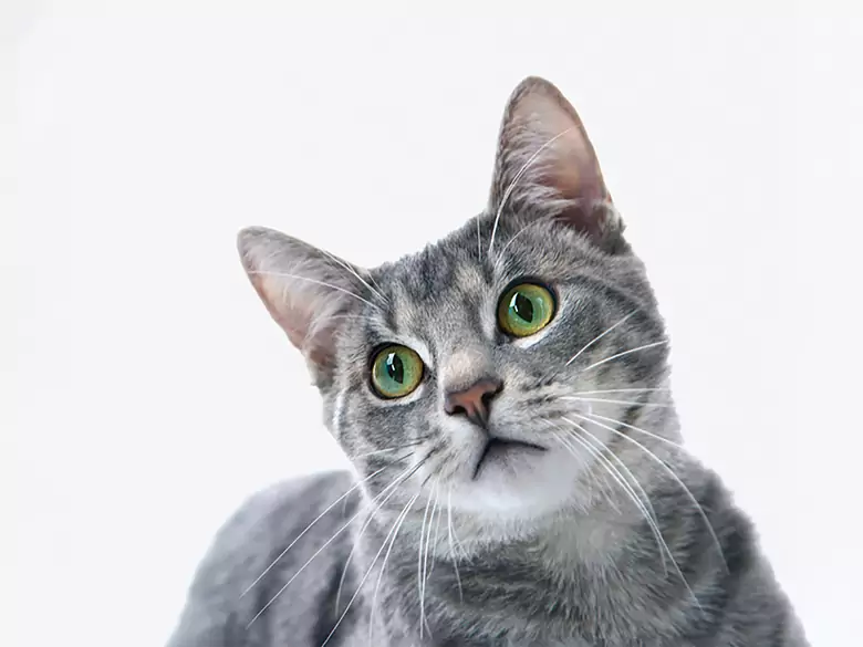 Zakażenie toksoplazmozą - przyczyny, objawy, diagnoza, leczenie