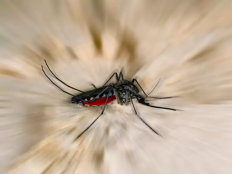 Wirus Zika - czy zagraża Polsce?