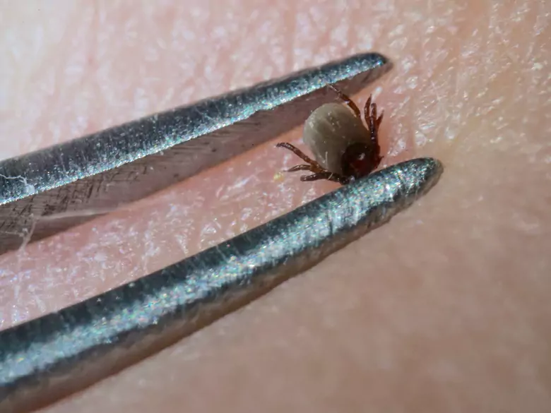 Czy kleszcze przenoszą boreliozę?