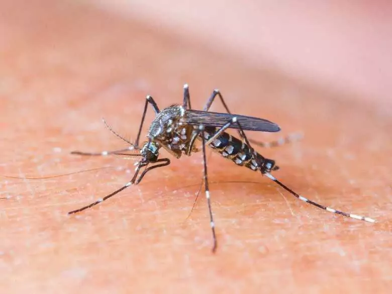 Malaria - gotowi do diagnozy i leczenia?