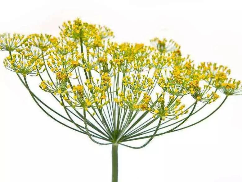 Ziołolecznictwo - magia czy prawda? cz. II