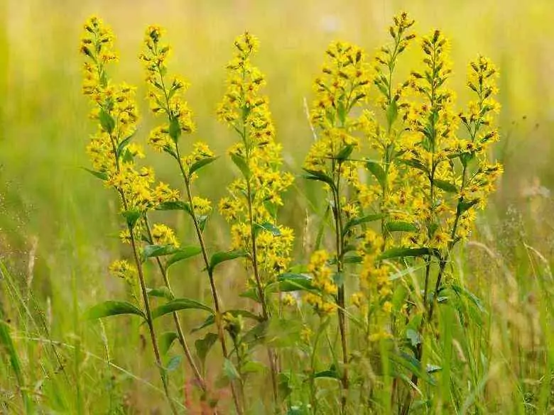 Naturalne zamienniki leków