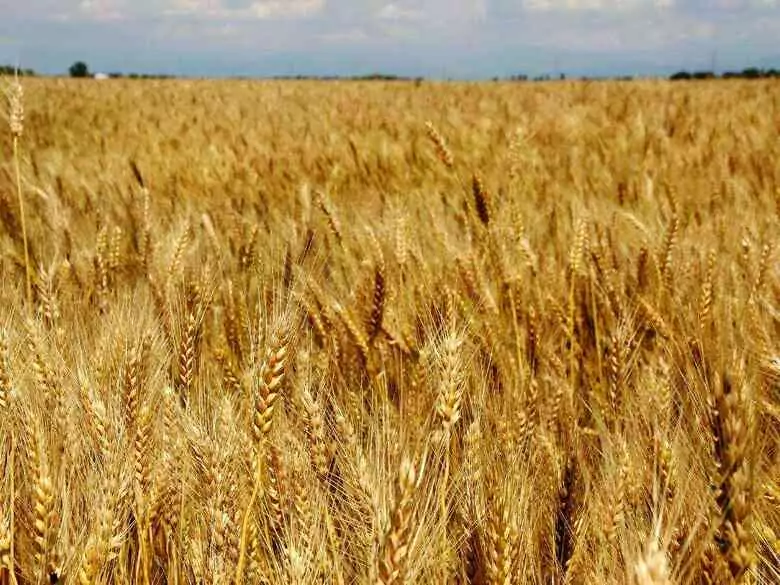 Dieta bezglutenowa – nowa moda czy bezwzględna konieczność?